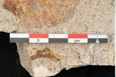 Foto (Detailansicht) von Quercus palaeoilex Ettingshausen (NHMW-GEO-2024-0188-6378)